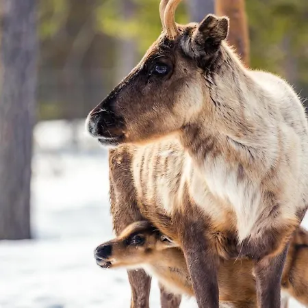 Hébergement de vacances Torassieppi